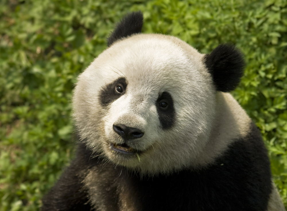 Giant Pandas