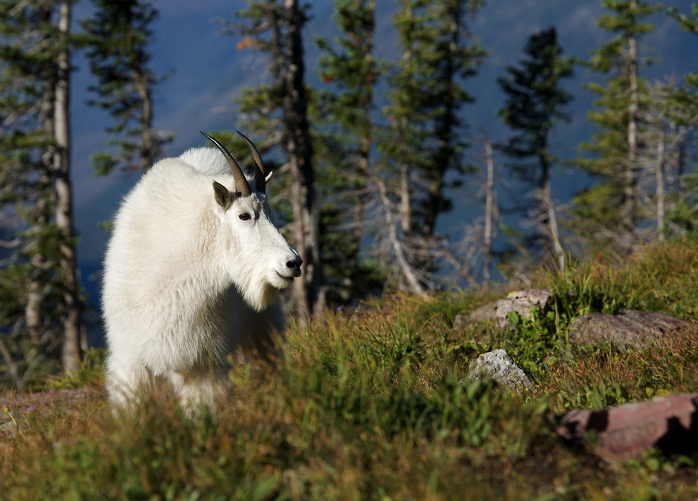 Glacier National park Canada wildlife