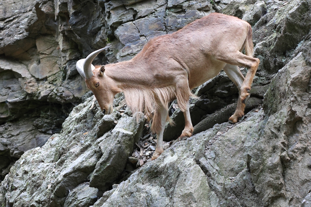 Gilf Kebir National Park