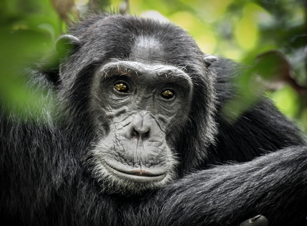 Chimpanzees