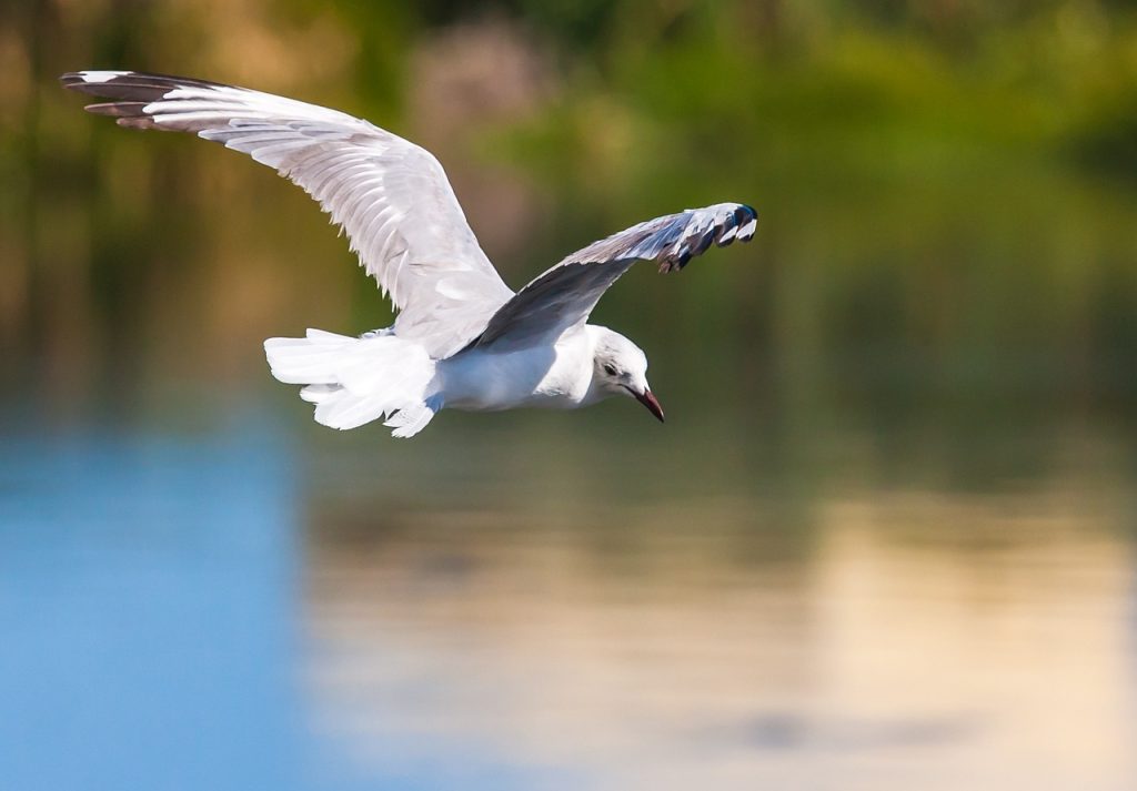 Birds