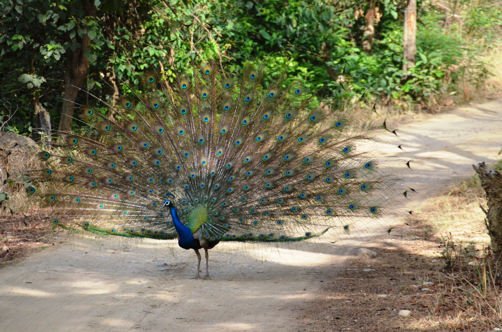 Birds