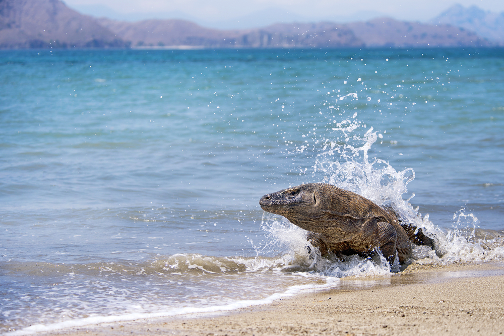 Komodo National Park