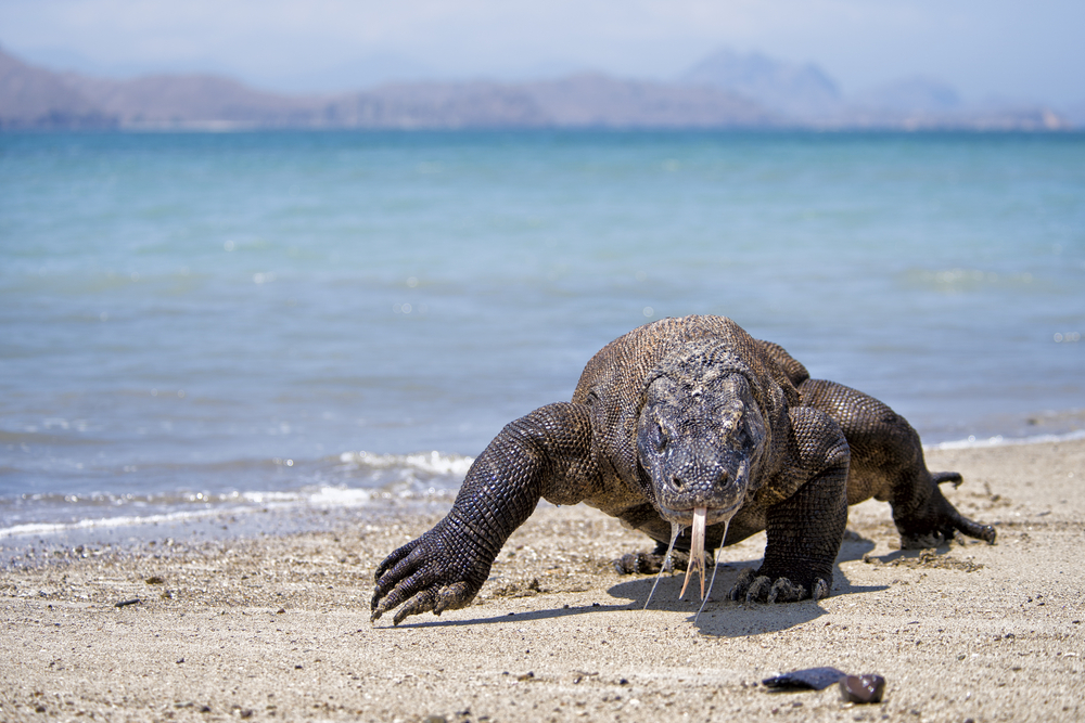 Komodo Dragon