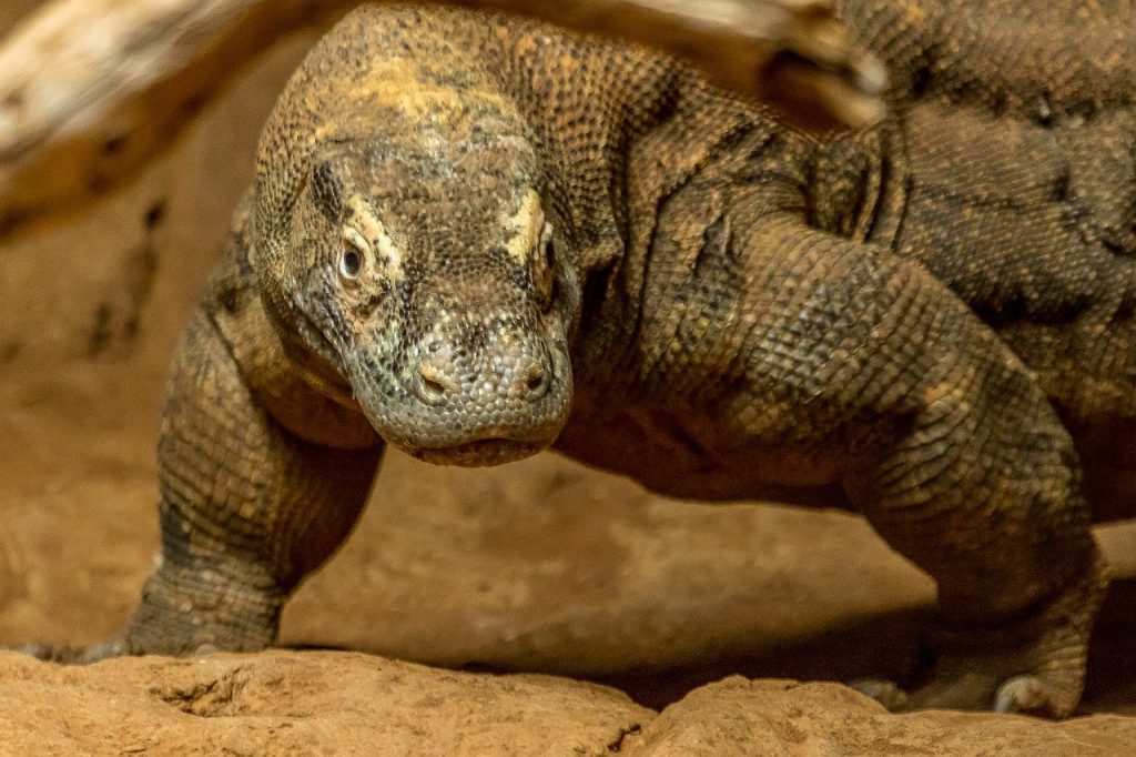 Komodo National Park