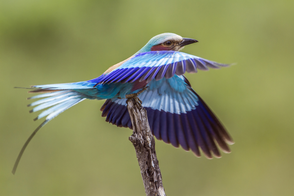 Birds