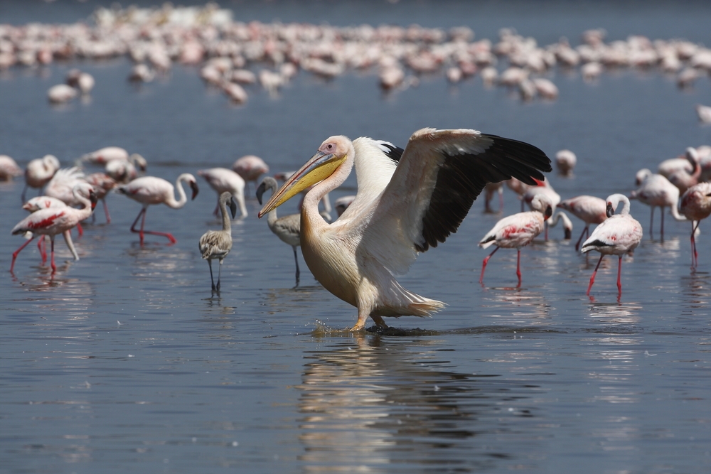 Birds