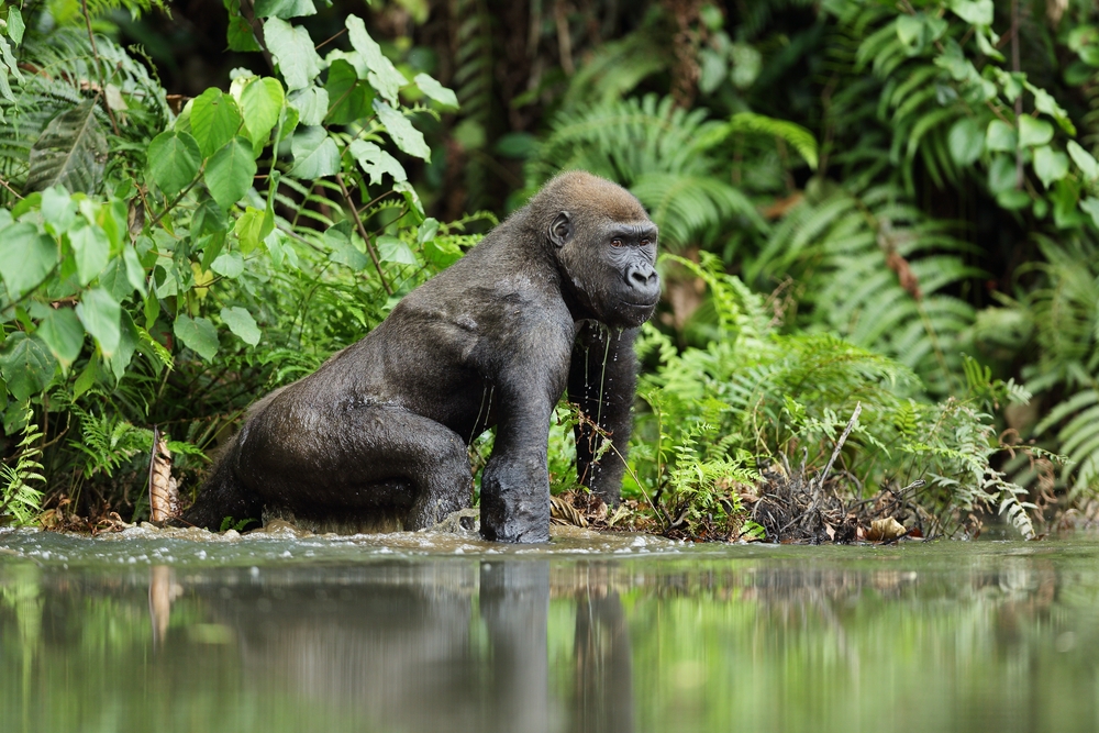 Loango National Park