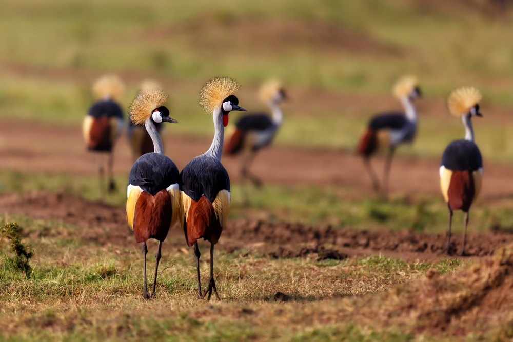 Birds