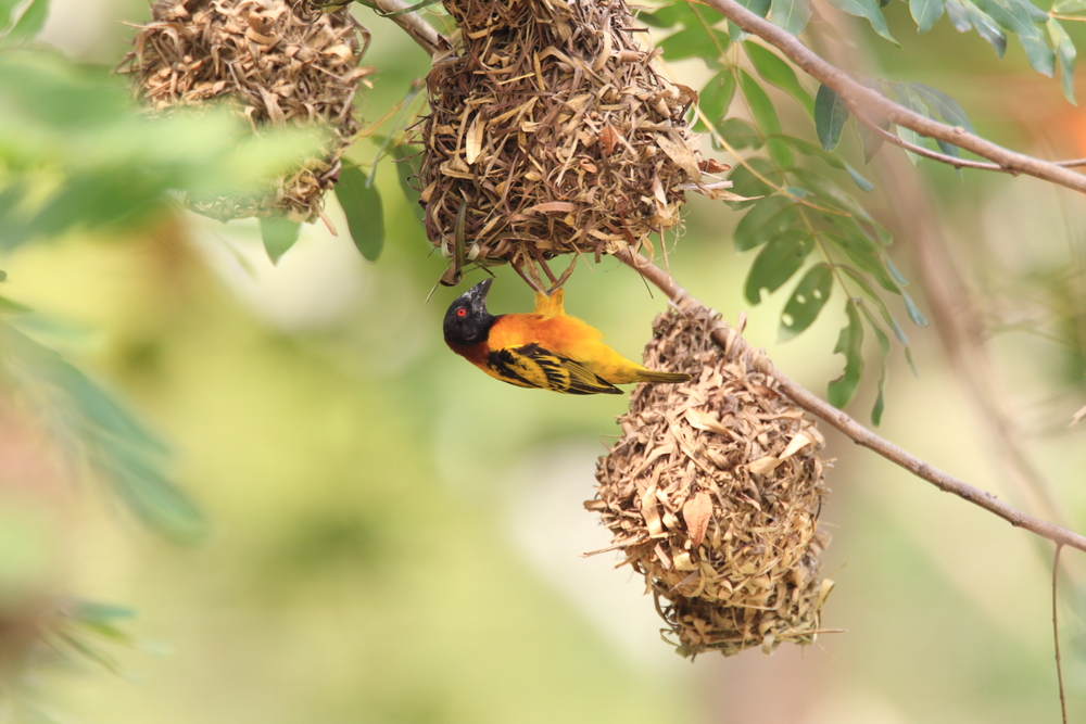 Birds