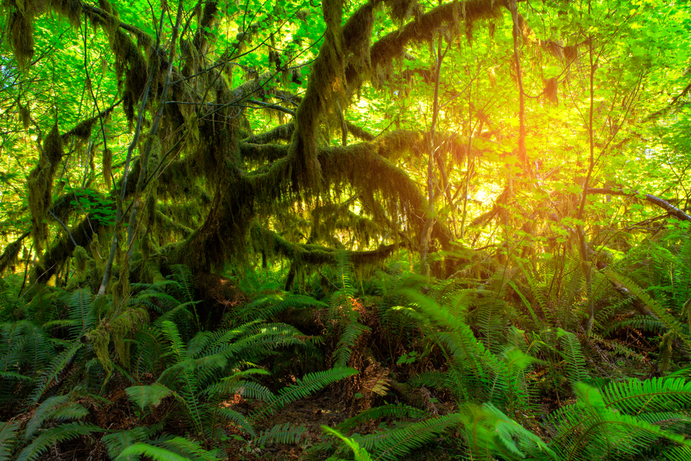 Hoh Rainforest