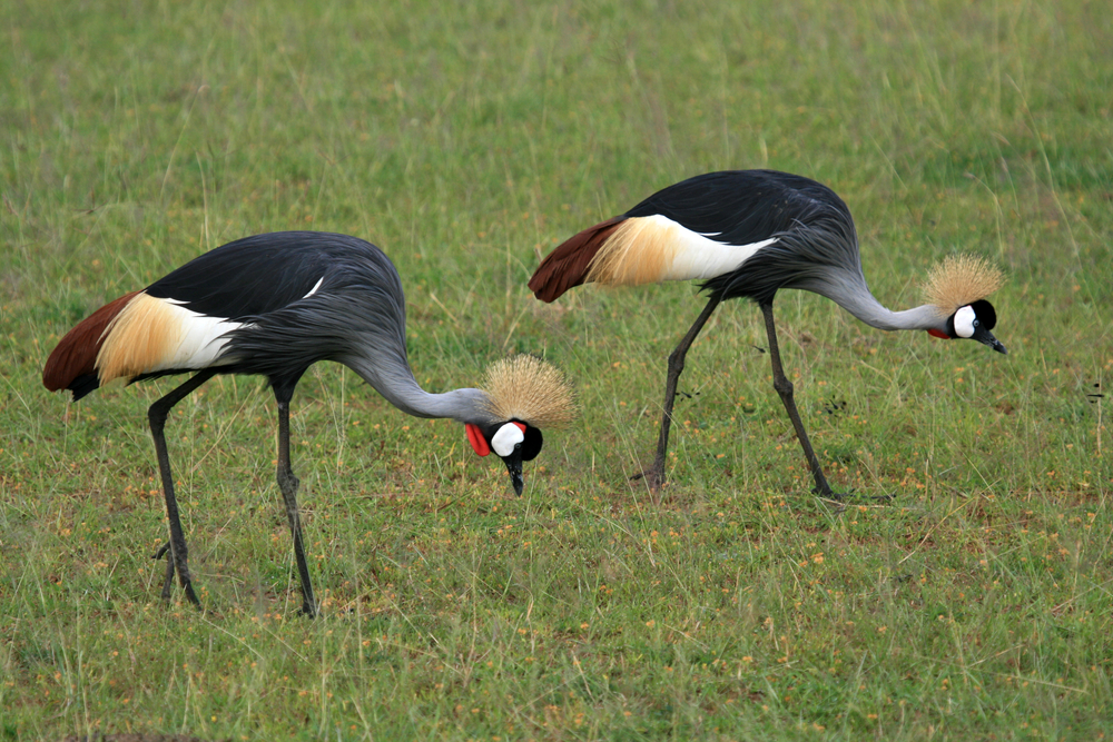 Birds