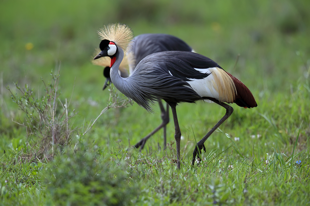Birds