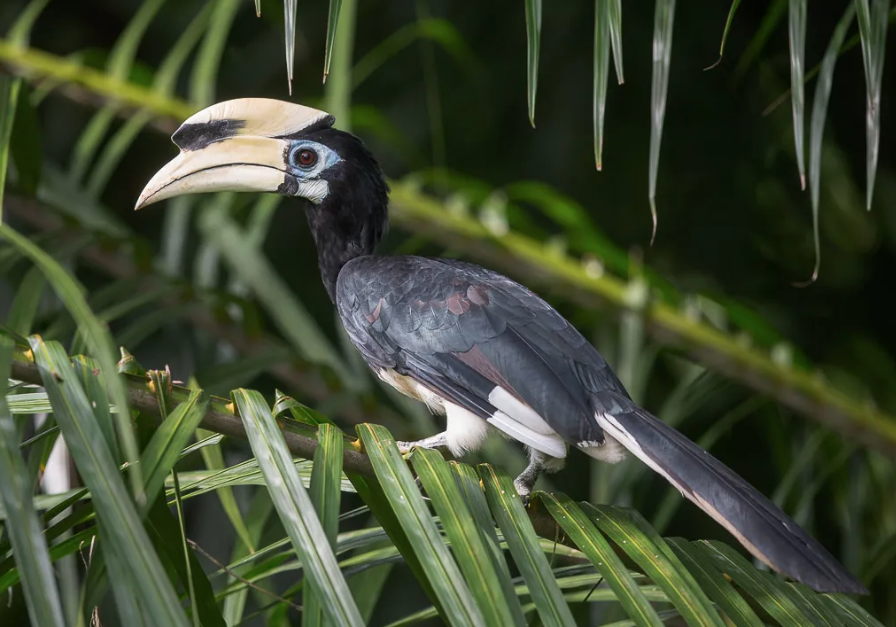Bird Species