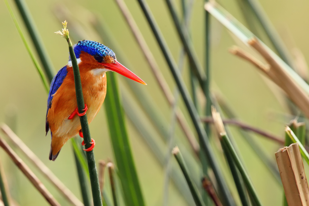 Birds