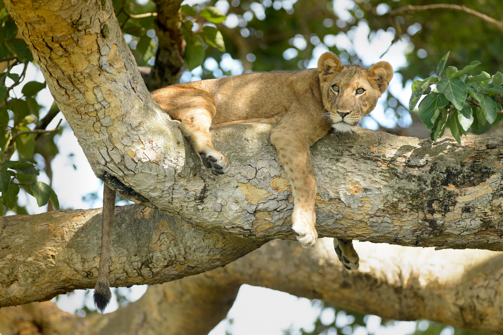 Tree Climbing Lions