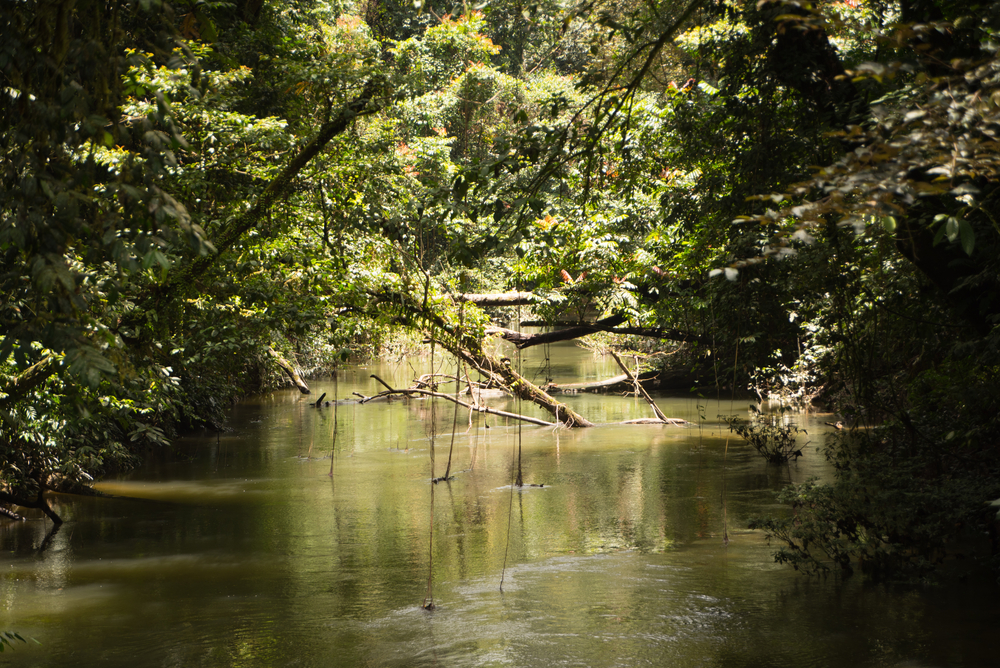 River Landscapes