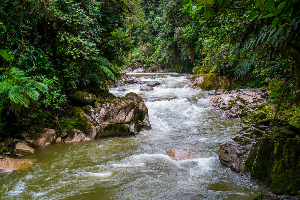 Podocarpus National Park