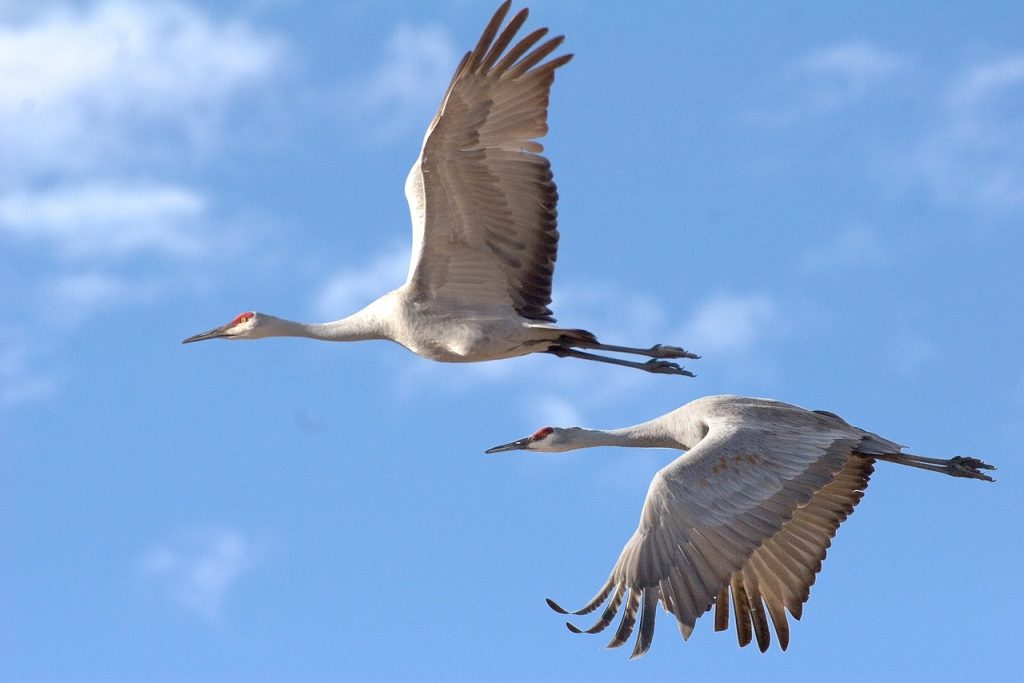 Birds