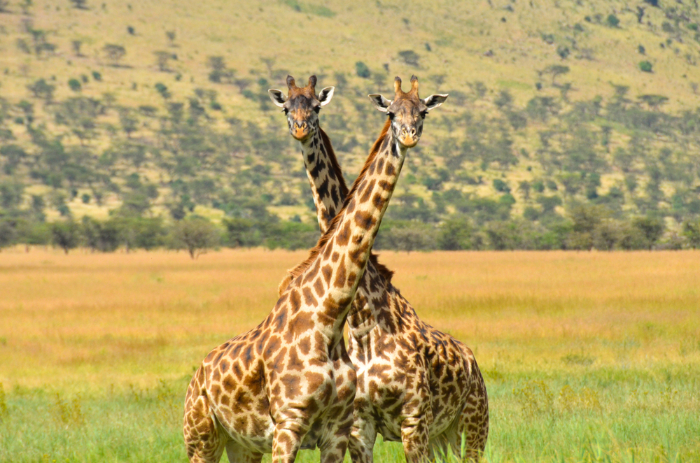 Large Mammals