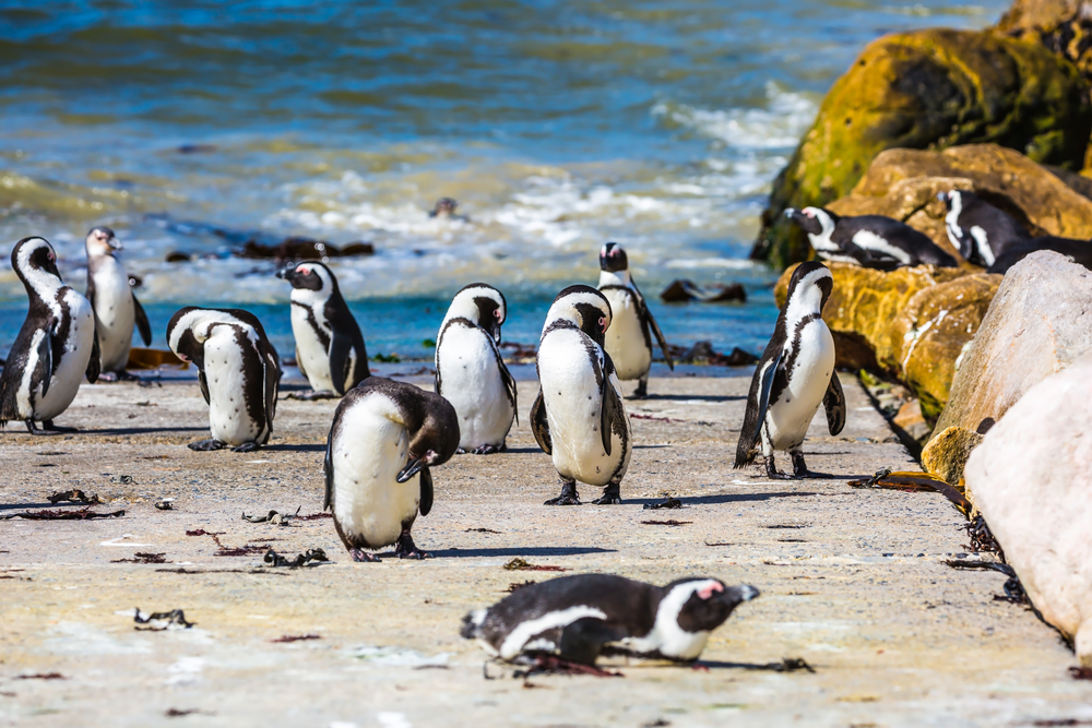 Table Mountain National Park
