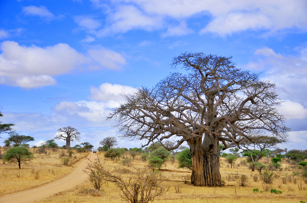 Majestic Baobabs
