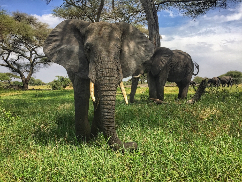 Large Mammals