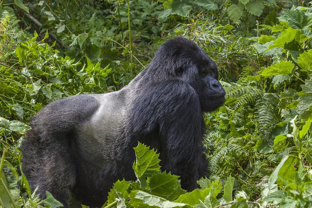 Gorillas