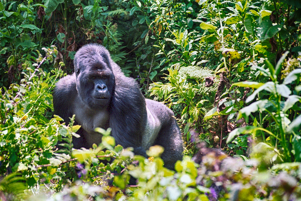 Mountain Gorillas