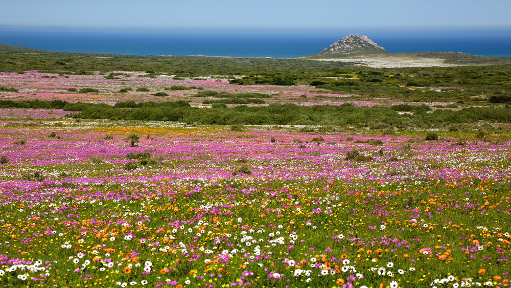 Nature's Colorful Blanket