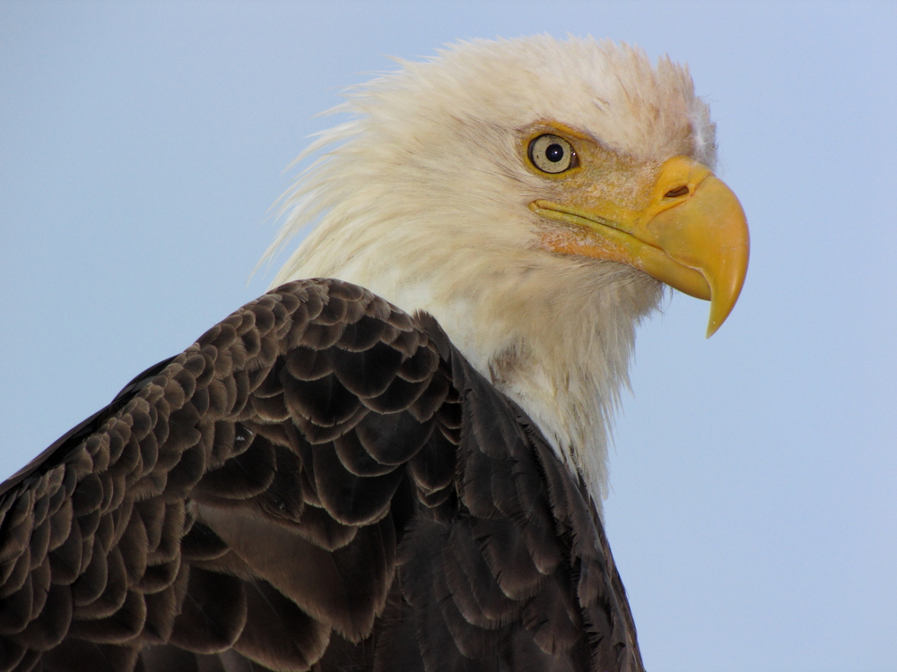 Wildlife of the Wilderness