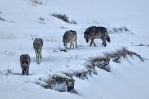 Yellowstone National Park