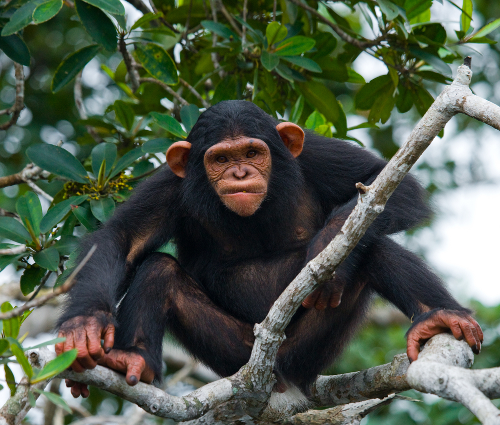 Chimpanzees