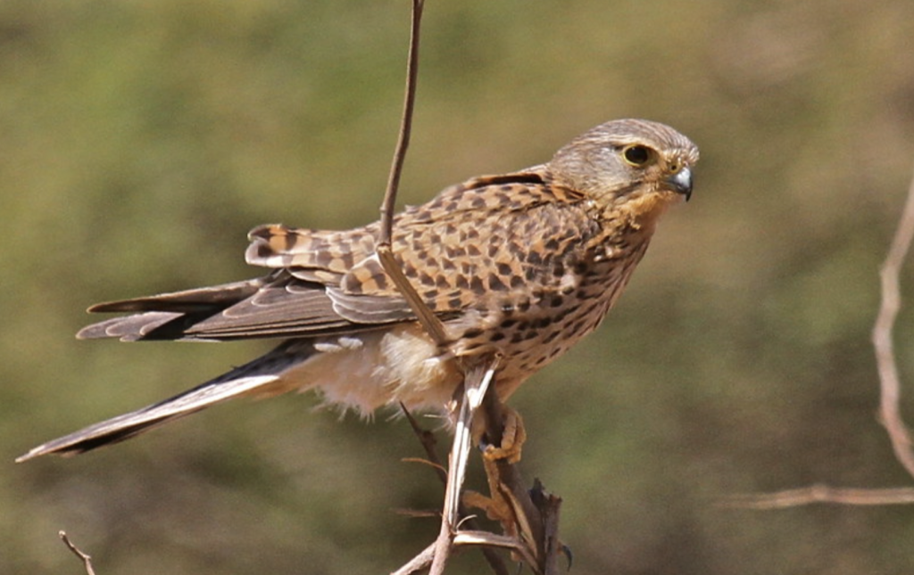 Birds