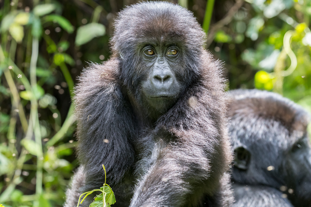 Kahuzi-Biega National Park