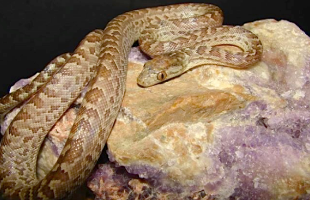 Popular Species