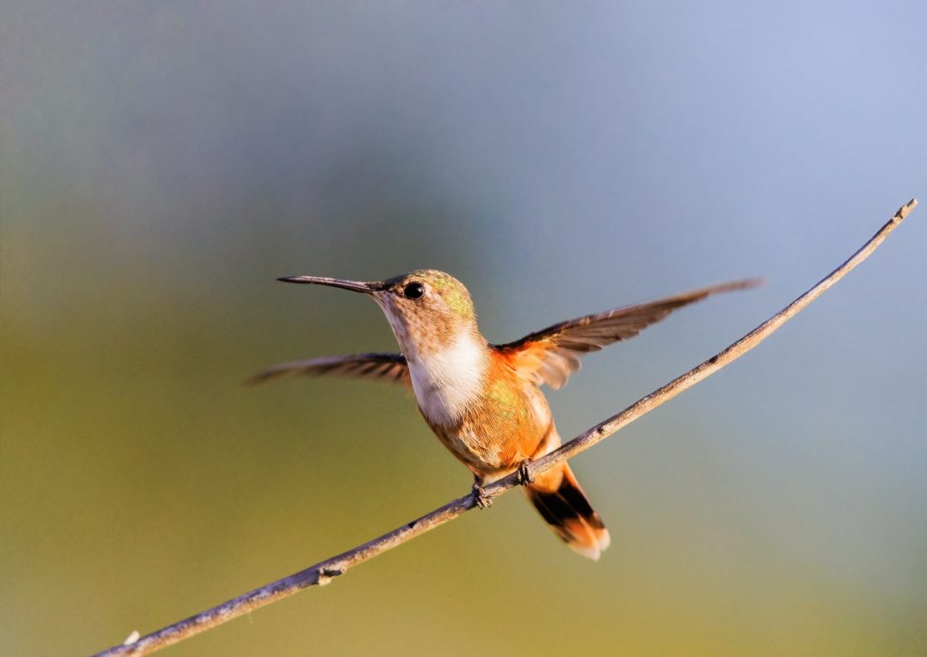 Bird Species