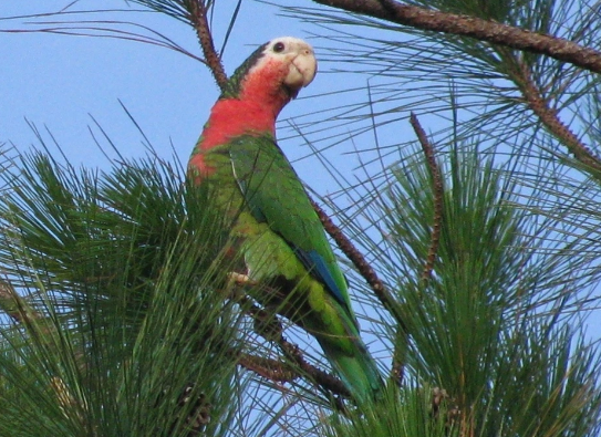 Bird Species