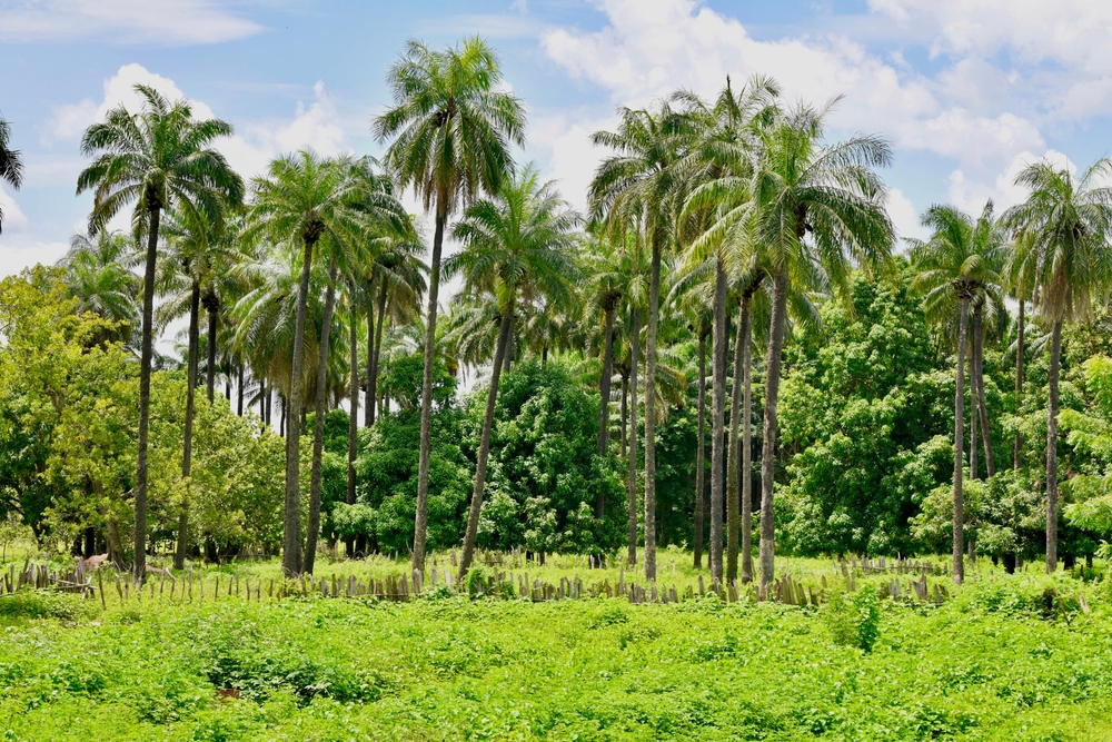 Basse Casamance National Park