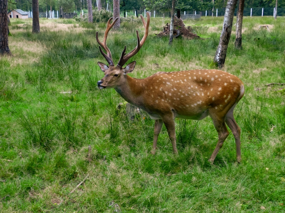 Popular Species