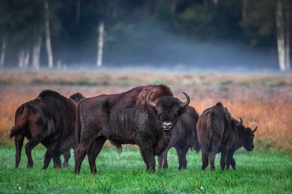 Belovezhskaya Pushcha National Park