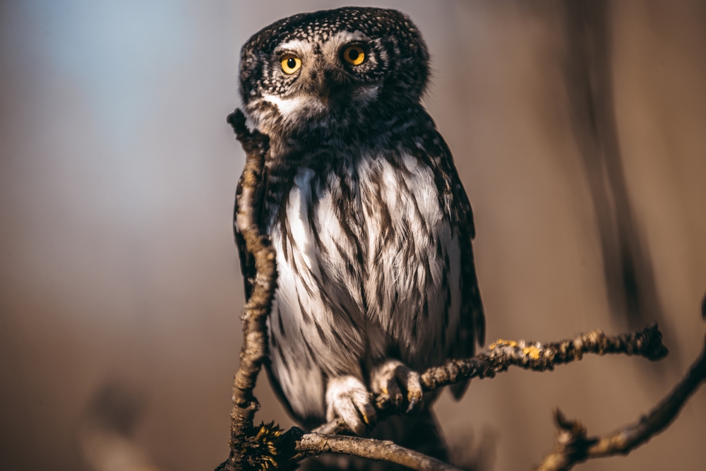 Bird Species