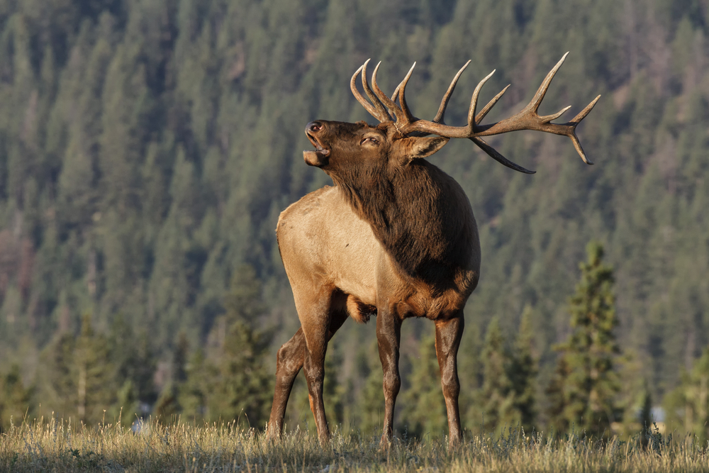 Popular Species