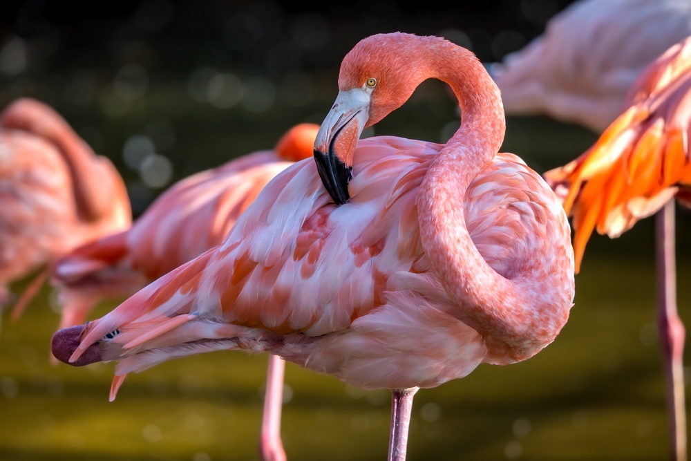 Bird Species