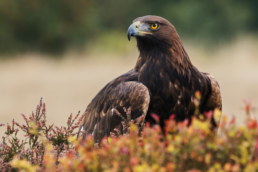 Bird Species