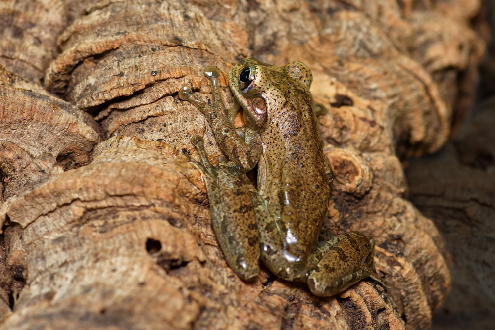 Popular Species
