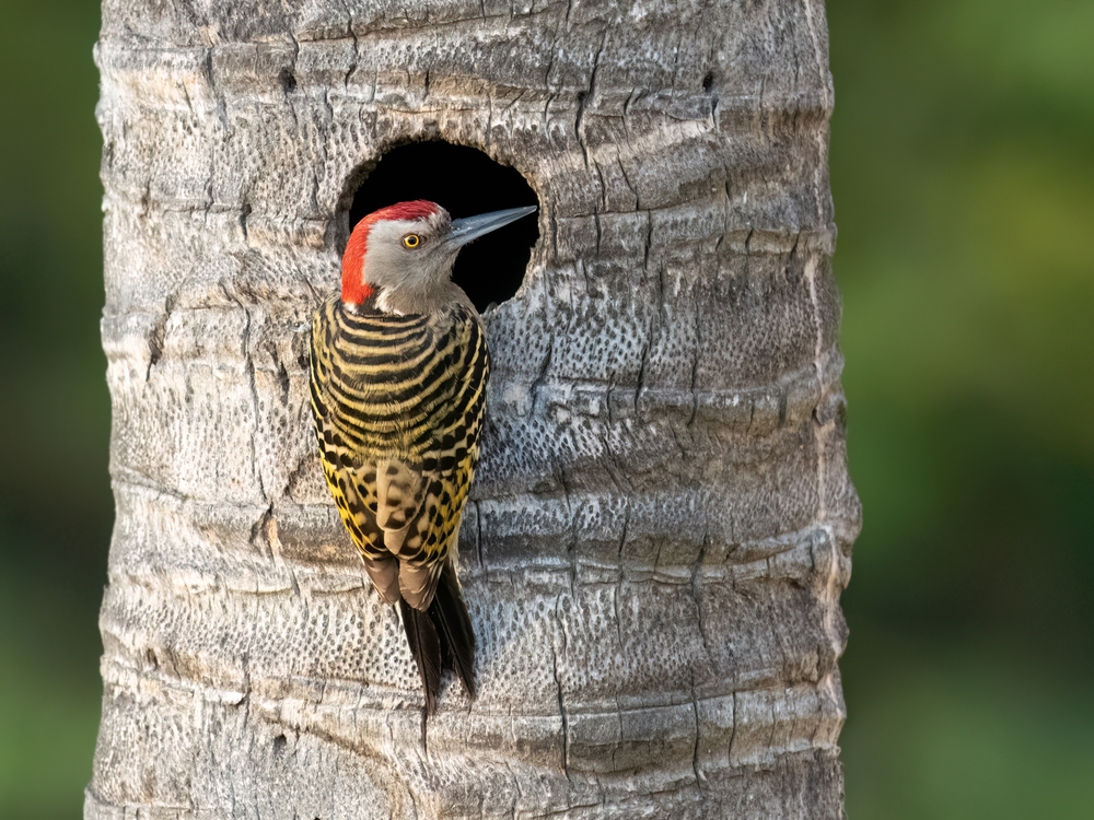 Bird Species