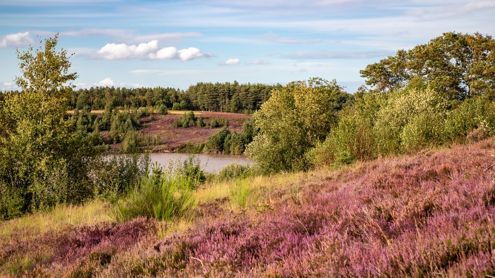 Hoge Kempen National Park