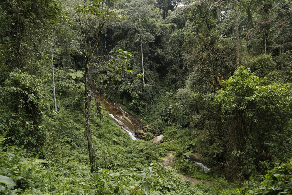 Kibira National Park