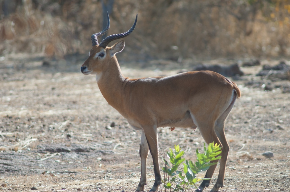 Popular Species